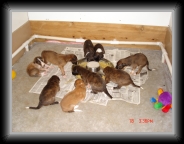 first puppy dinner * 640 x 480 * (141KB)